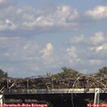 15_45-mast.jpg