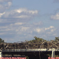 15_55-mast.jpg