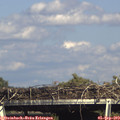 16_15-mast.jpg