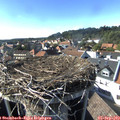 16_40-nest.jpg