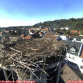 16_45-nest.jpg
