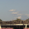 17_00-mast.jpg