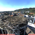 17_05-nest.jpg
