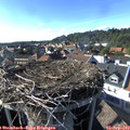 17_10-nest.jpg