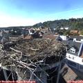 17_15-nest.jpg