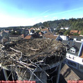 17_20-nest.jpg