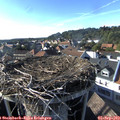 17_30-nest.jpg