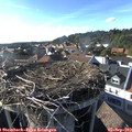17_40-nest.jpg