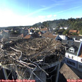 17_45-nest.jpg