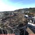18_05-nest.jpg