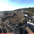 18_15-nest.jpg