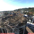 18_20-nest.jpg