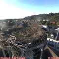 18_30-nest.jpg