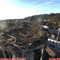 18_50-nest.jpg