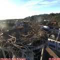 19_00-nest.jpg