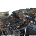 19_25-nest.jpg