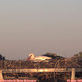 19_30-mast.jpg