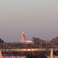 19_40-mast.jpg