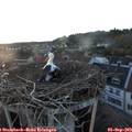 19_45-nest.jpg