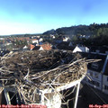 07_50-nest.jpg