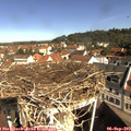 10_10-nest.jpg