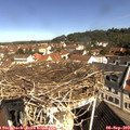 10_20-nest.jpg