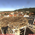 10_30-nest.jpg