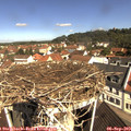 10_45-nest.jpg