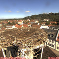 10_50-nest.jpg