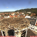 11_15-nest.jpg