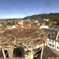 11_20-nest.jpg