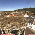 11_50-nest.jpg