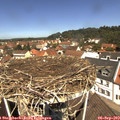 11_55-nest.jpg