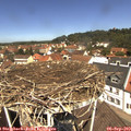 12_05-nest.jpg