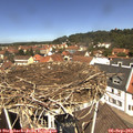 12_10-nest.jpg