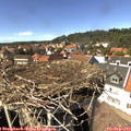 14_50-nest.jpg