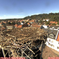 15_20-nest.jpg