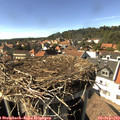 15_50-nest.jpg