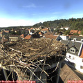 16_25-nest.jpg