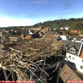 16_30-nest.jpg