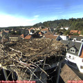 16_40-nest.jpg