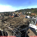 16_50-nest.jpg