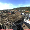 16_55-nest.jpg
