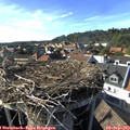 17_00-nest.jpg