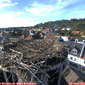 17_15-nest.jpg