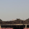 17_30-mast.jpg