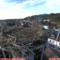 17_30-nest.jpg