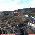 17_35-nest.jpg
