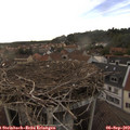 18_20-nest.jpg