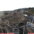 18_55-nest.jpg
